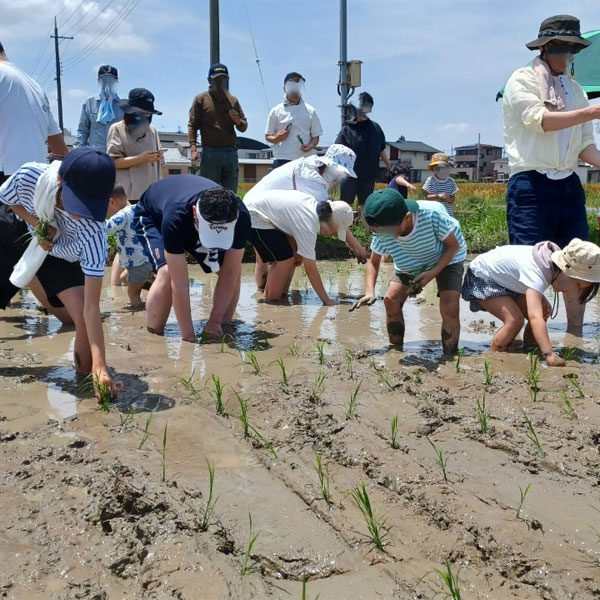 【食育】田植え体験